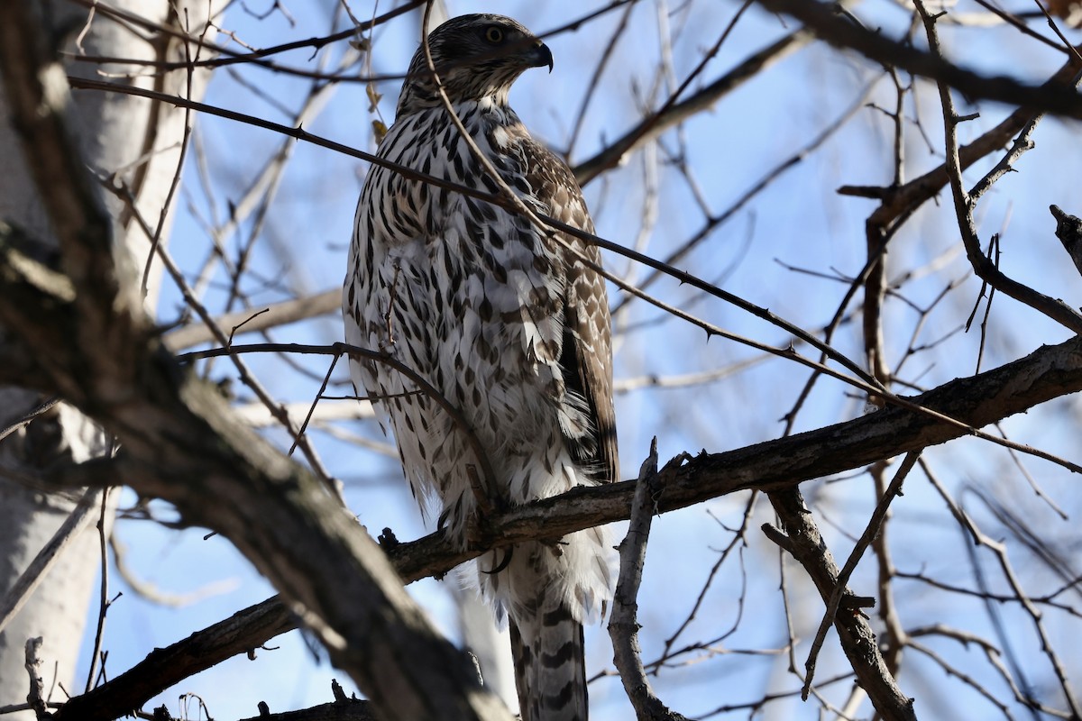 アメリカオオタカ - ML647019519