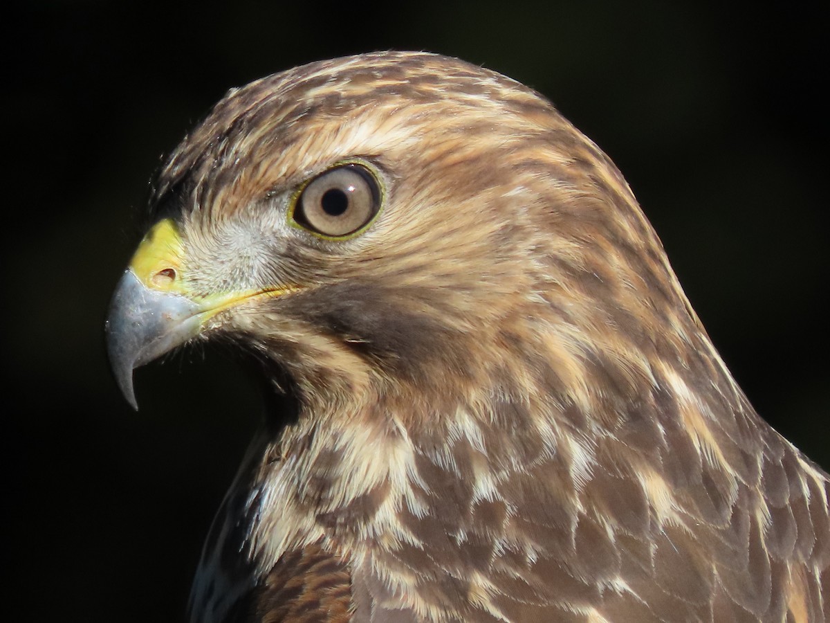 アカオノスリ - ML647019520