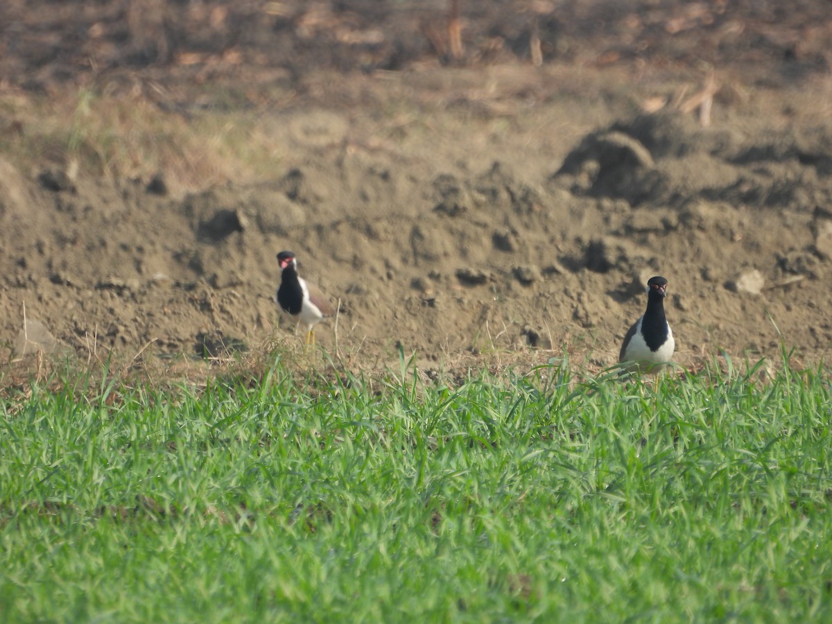 インドトサカゲリ - ML647019521