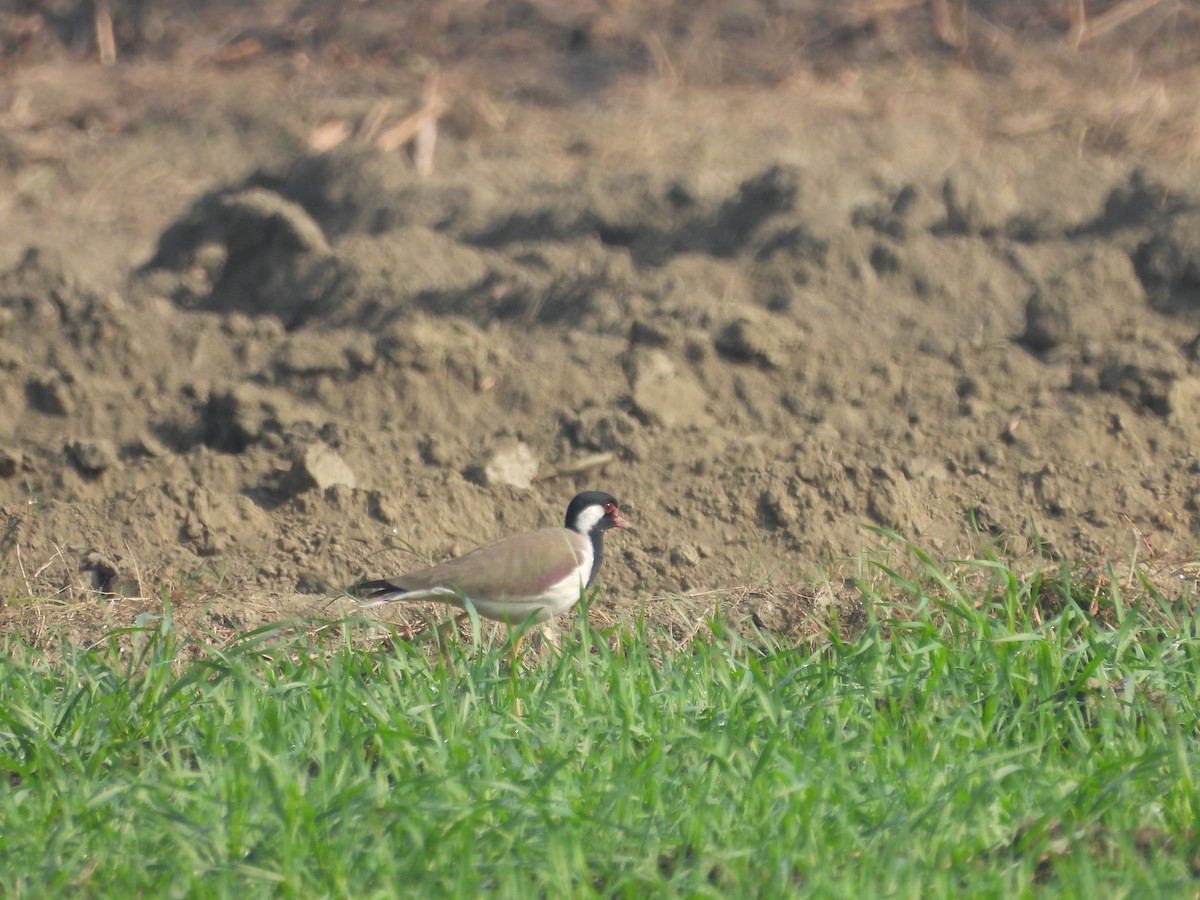 インドトサカゲリ - ML647019522