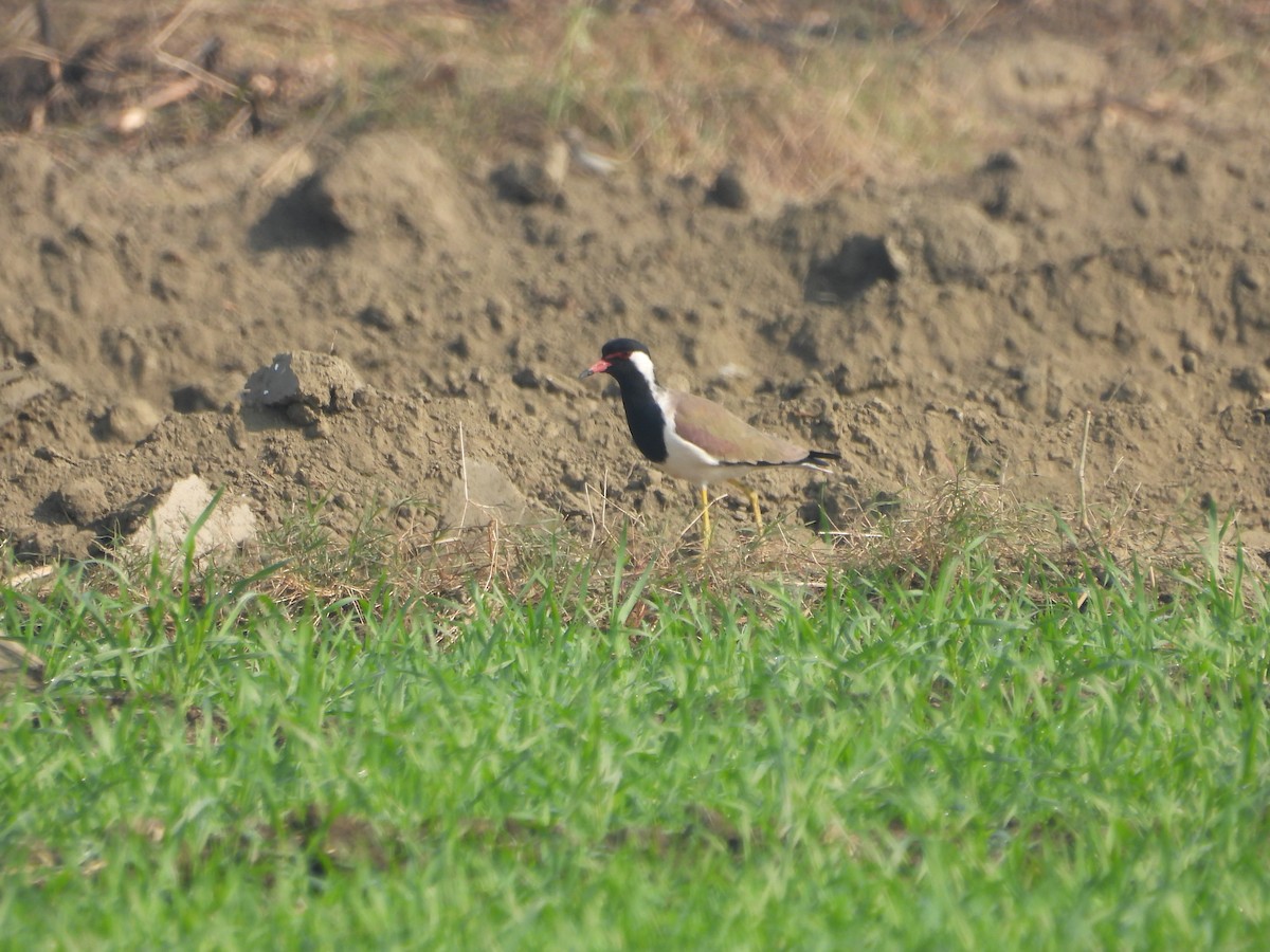 インドトサカゲリ - ML647019523