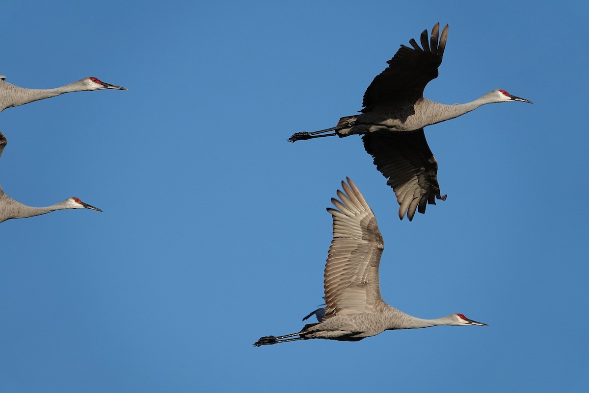 カナダヅル - ML647019524