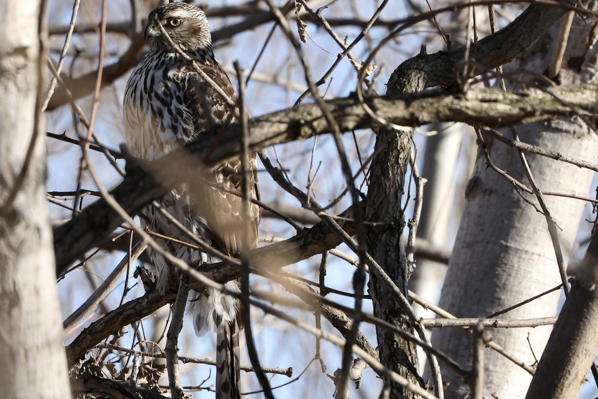 アメリカオオタカ - ML647019526