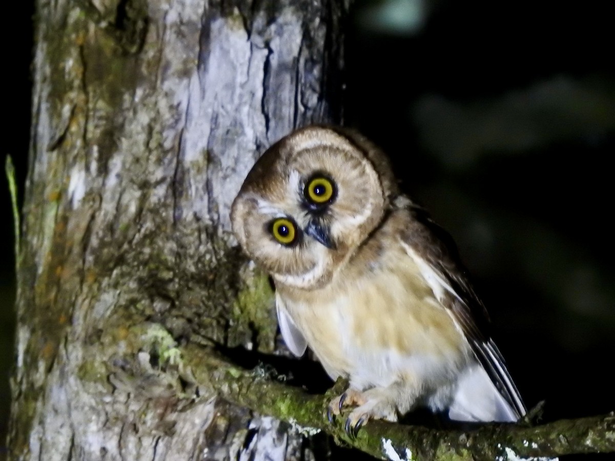 メキシコキンメフクロウ - ML647019527