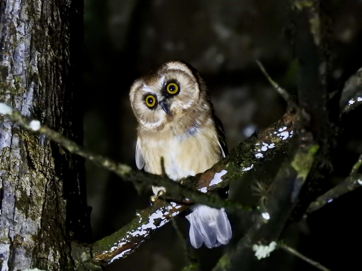 メキシコキンメフクロウ - ML647019528