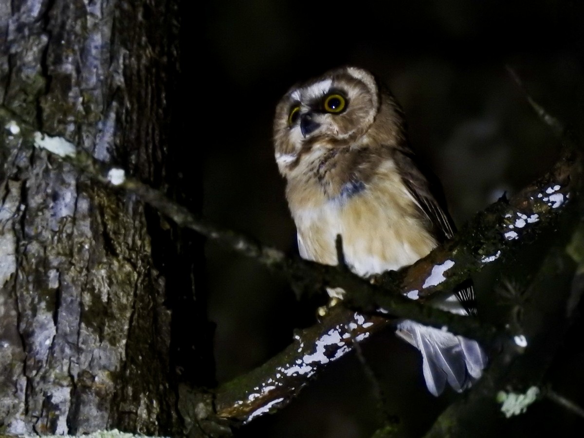 メキシコキンメフクロウ - ML647019529
