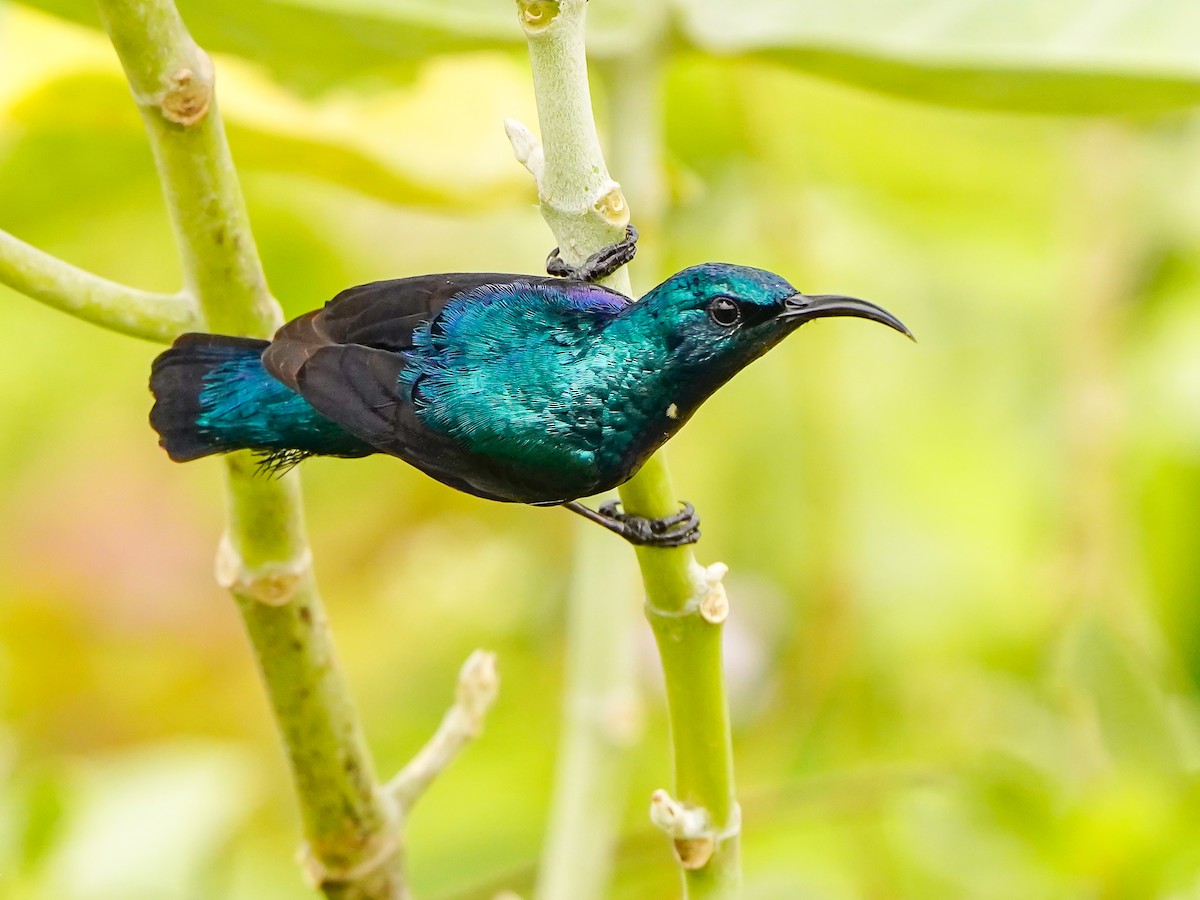 ムラサキタイヨウチョウ - ML647019530