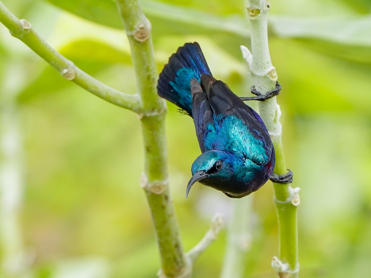 ムラサキタイヨウチョウ - ML647019531