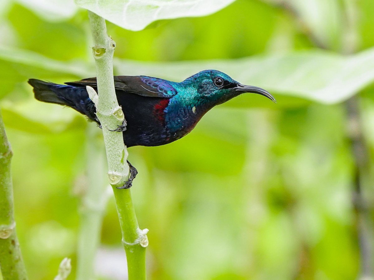 ムラサキタイヨウチョウ - ML647019532