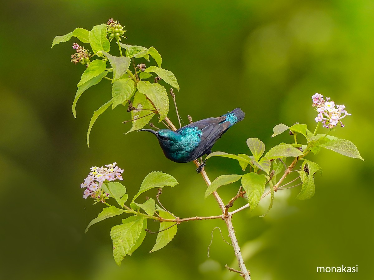 ムラサキタイヨウチョウ - ML647019533