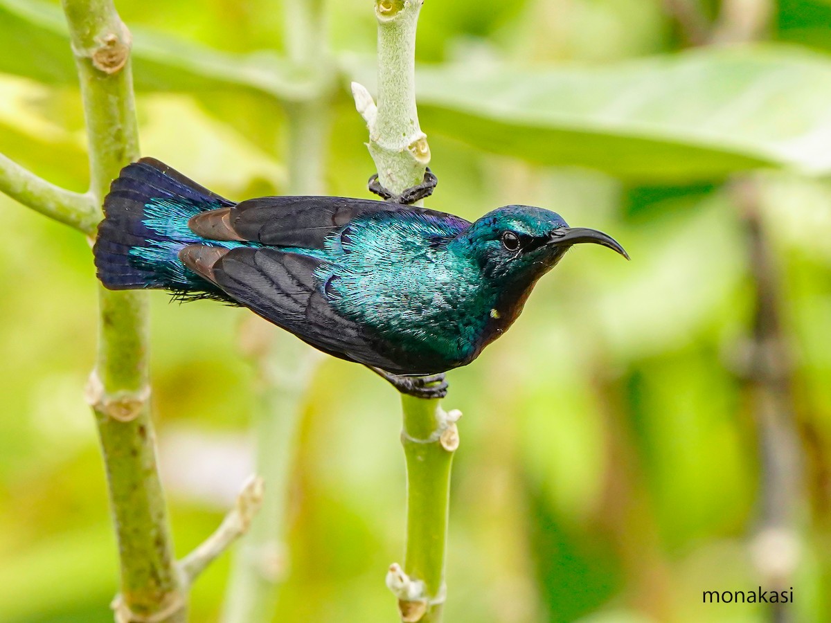 ムラサキタイヨウチョウ - ML647019534