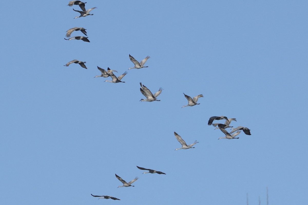 カナダヅル - ML647019535