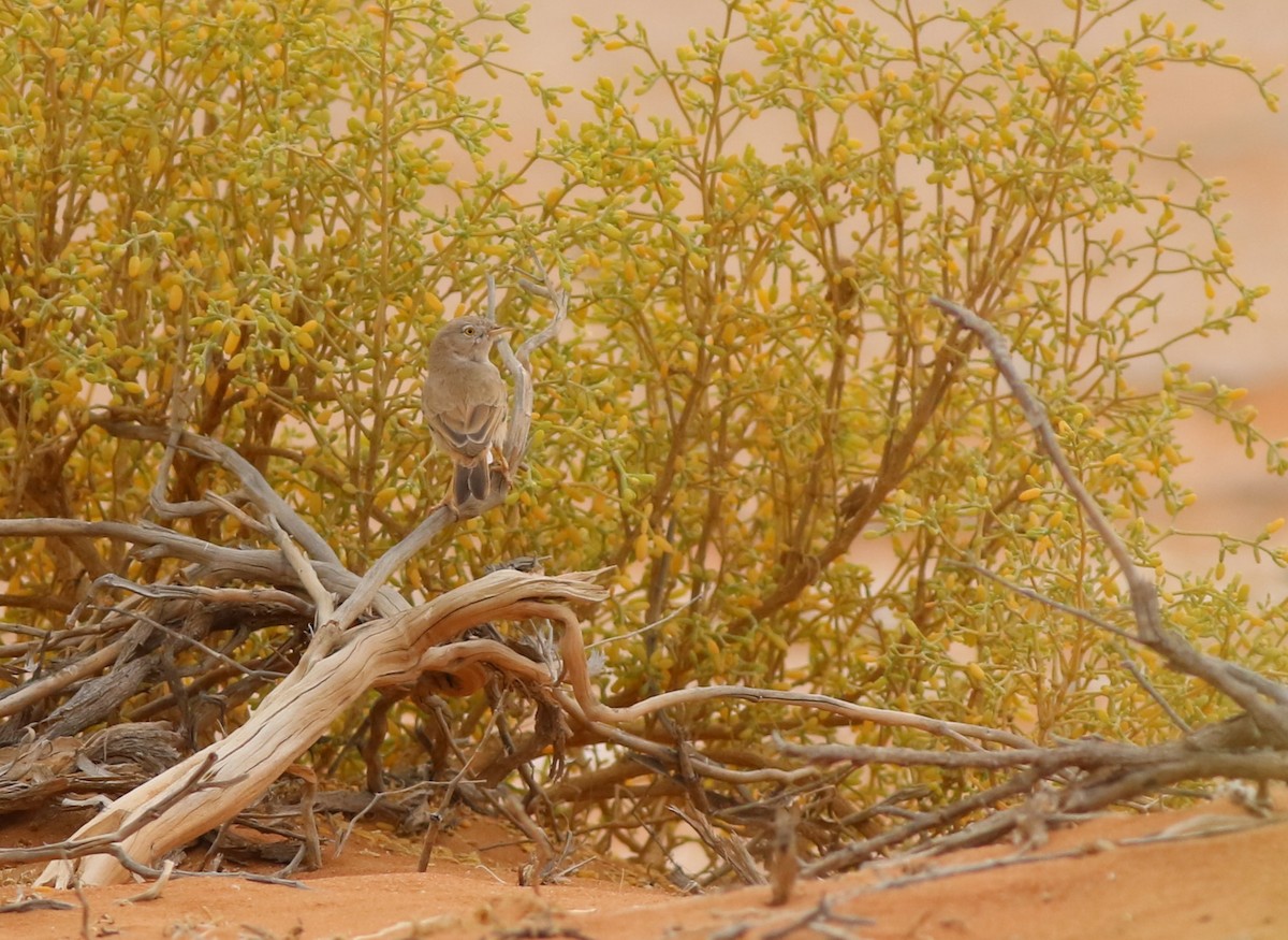 サバクムシクイ - ML647019536