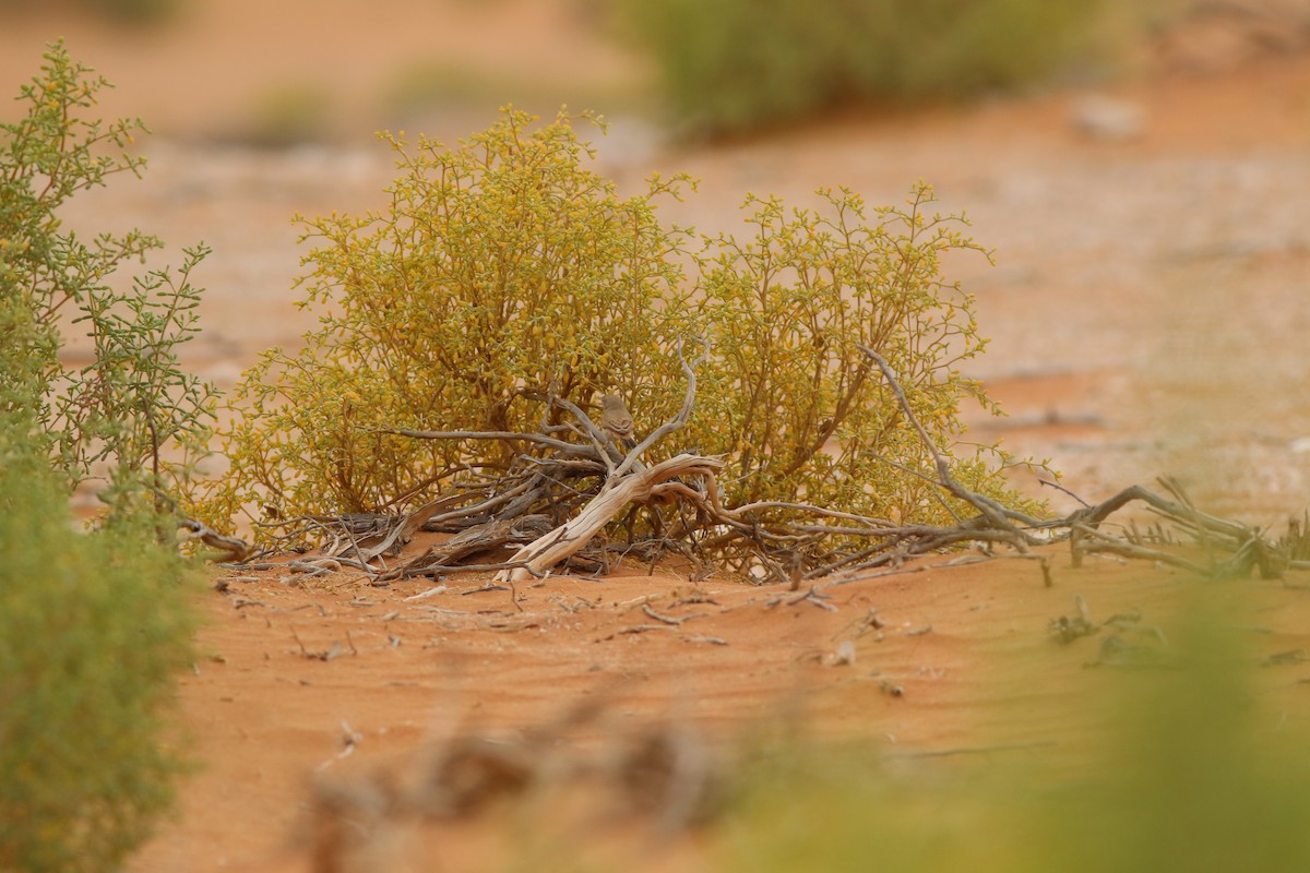 サバクムシクイ - ML647019537