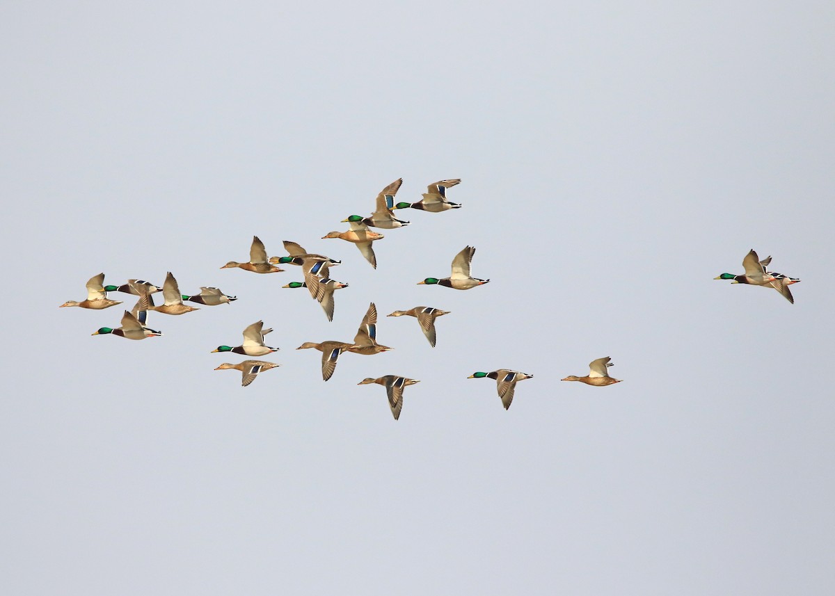 マガモ - ML647019538