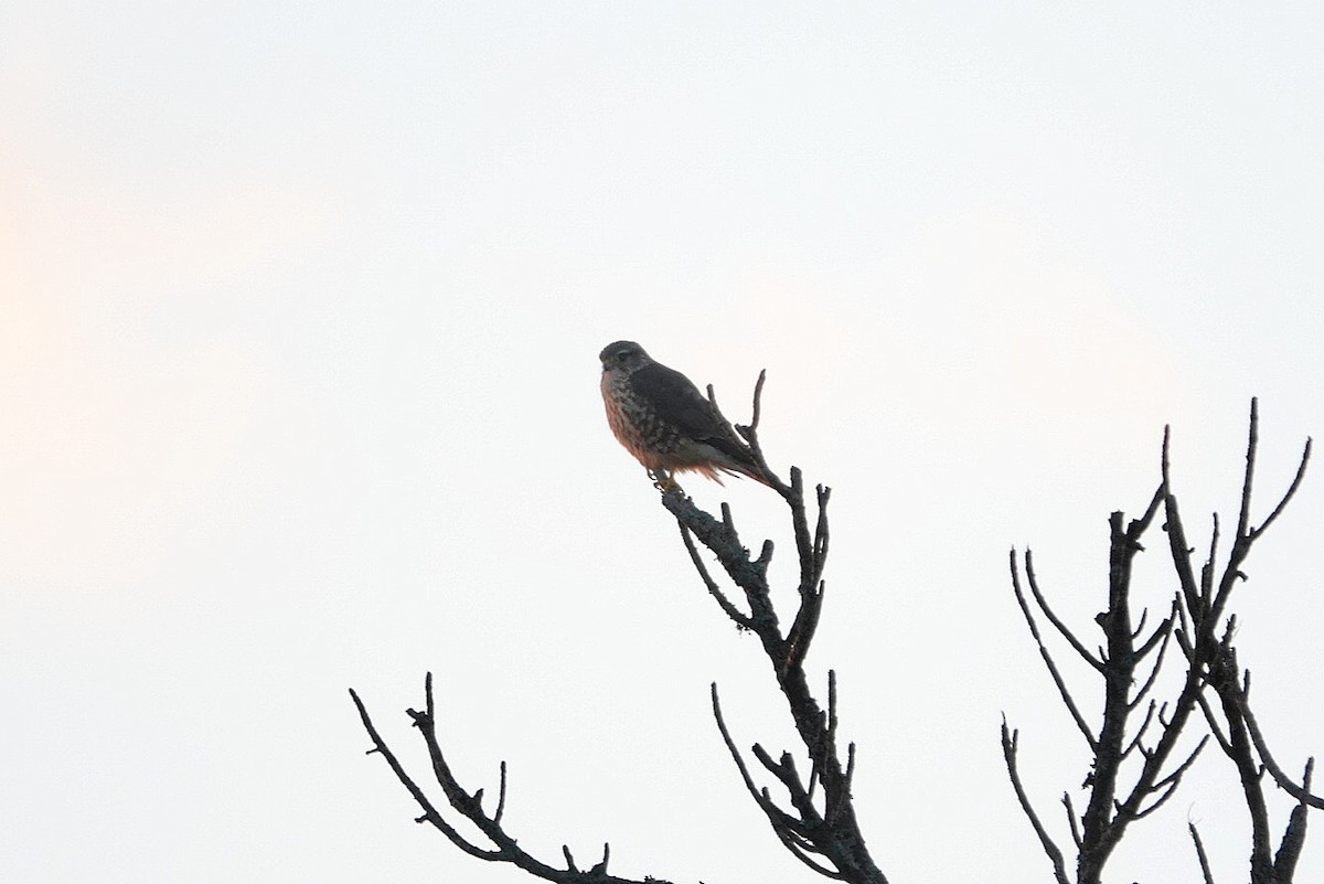 コチョウゲンボウ - ML647019539