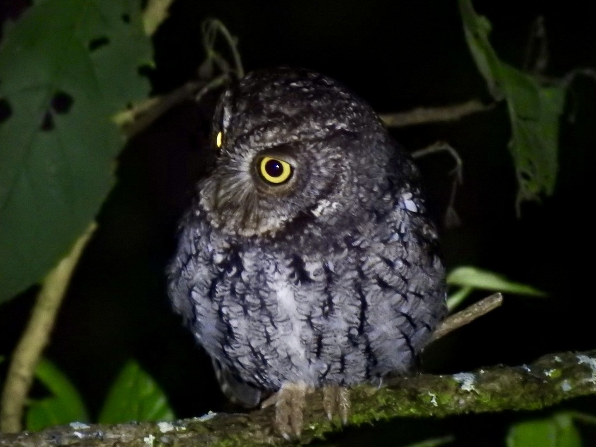 ヒゲコノハズク - ML647019540