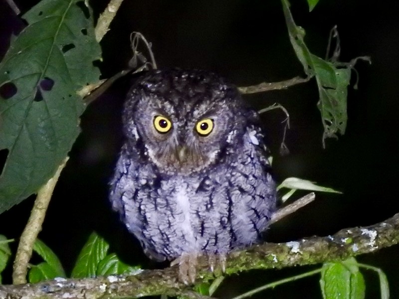 ヒゲコノハズク - ML647019541