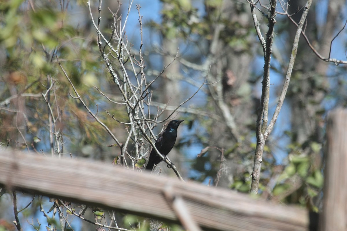 オオクロムクドリモドキ - ML647019542