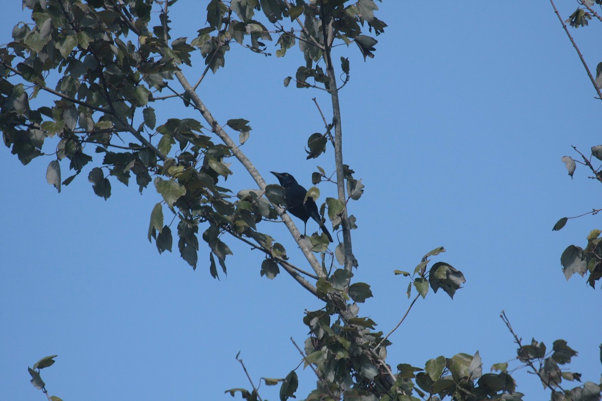 オオクロムクドリモドキ - ML647019543