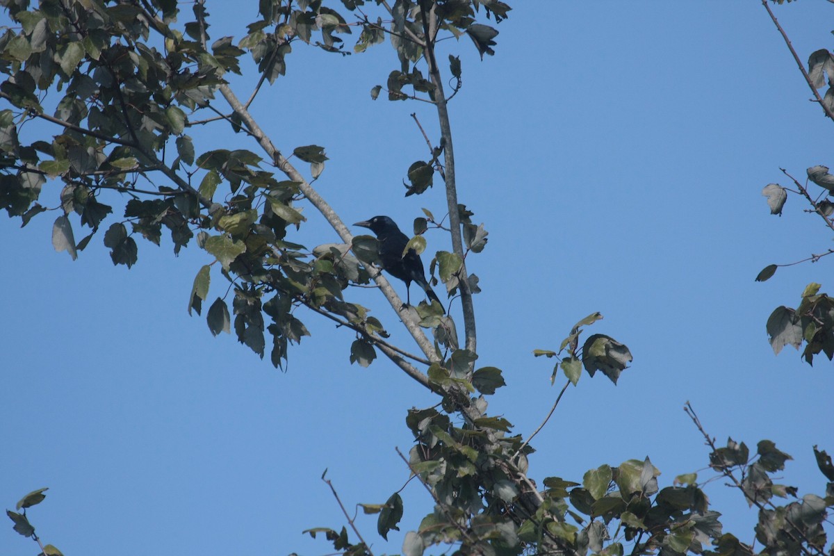 オオクロムクドリモドキ - ML647019544