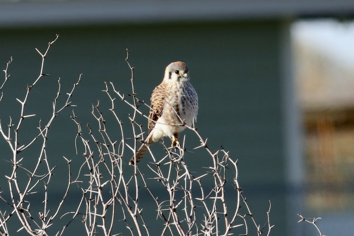 アメリカチョウゲンボウ - ML647019546