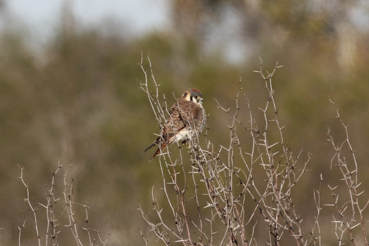 アメリカチョウゲンボウ - ML647019547