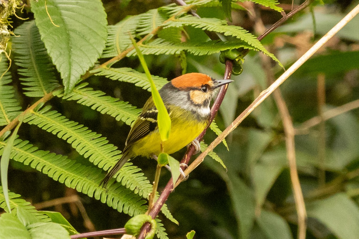 Rufous-crowned Tody-Flycatcher - ML647019553
