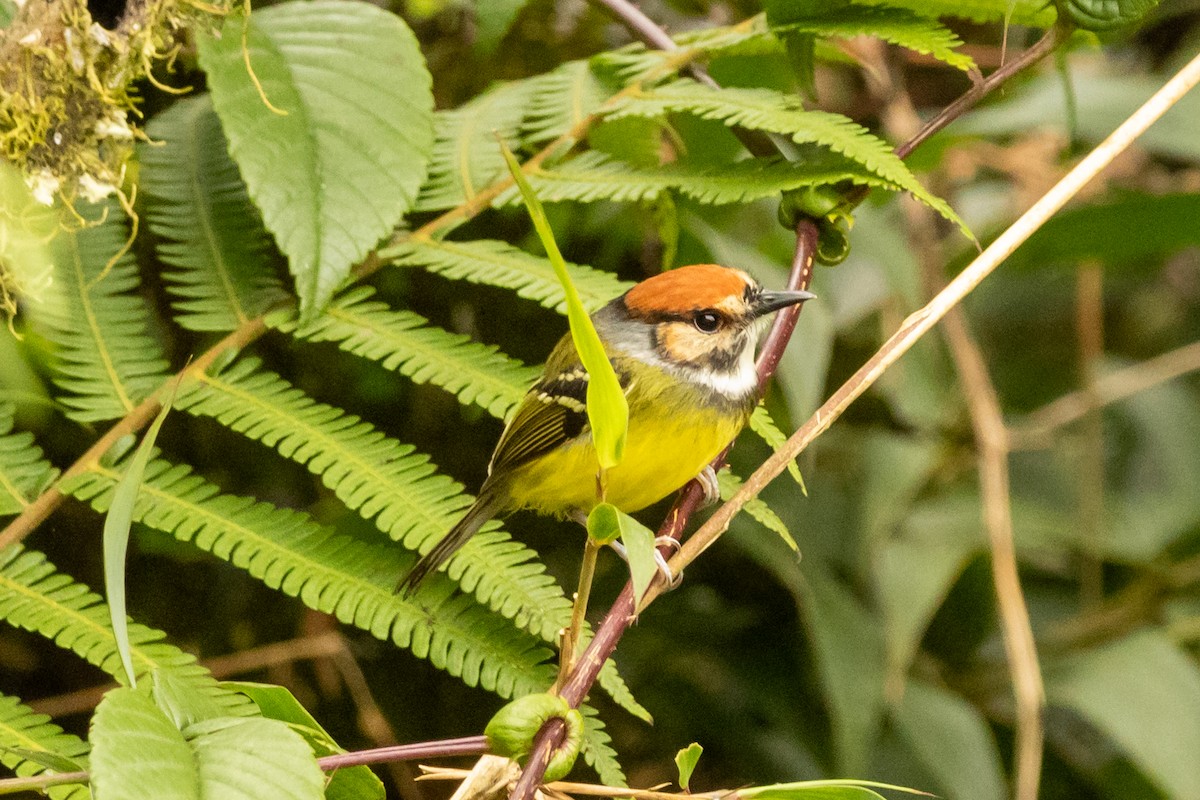 Rufous-crowned Tody-Flycatcher - ML647019554
