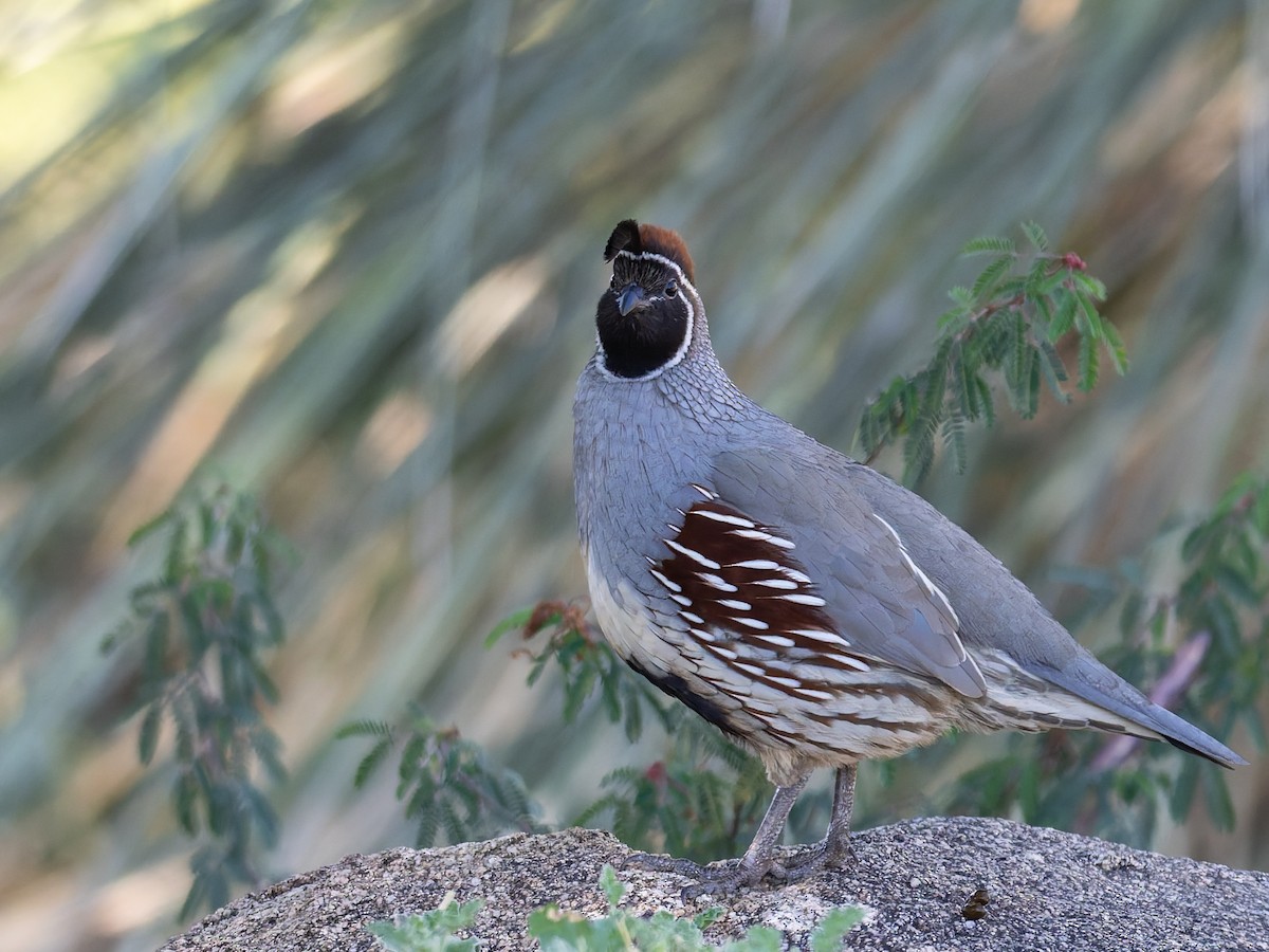 Gambel's Quail - ML647019561