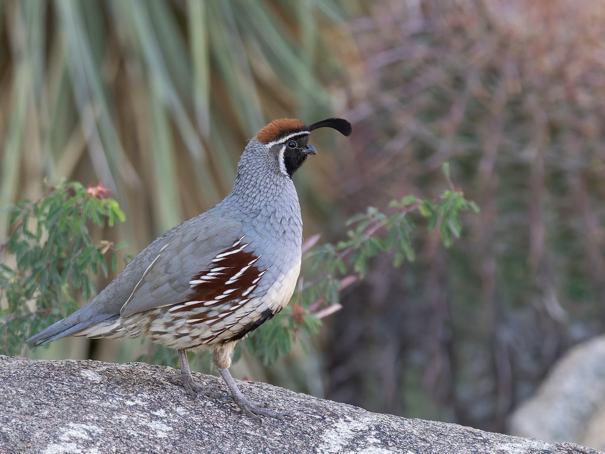 Gambel's Quail - ML647019562