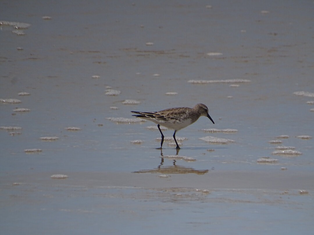 White-rumped Sandpiper - ML647019563