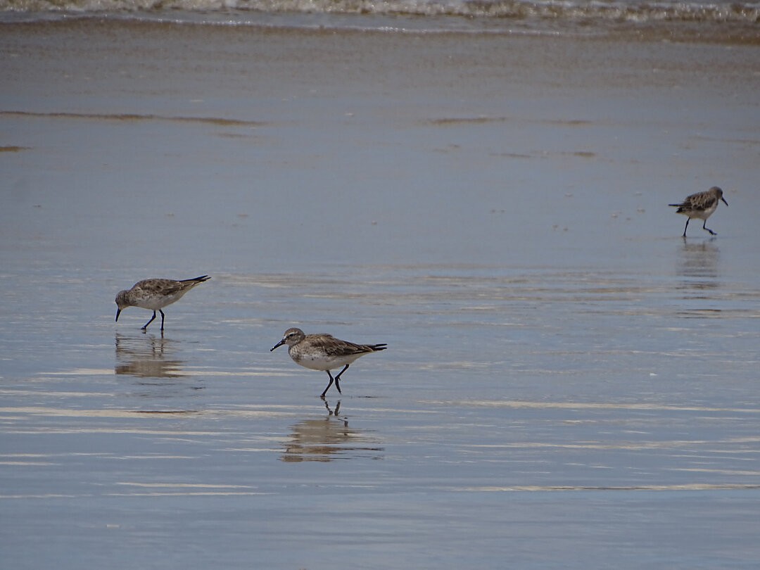 White-rumped Sandpiper - ML647019564