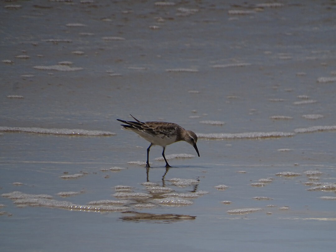 White-rumped Sandpiper - ML647019565