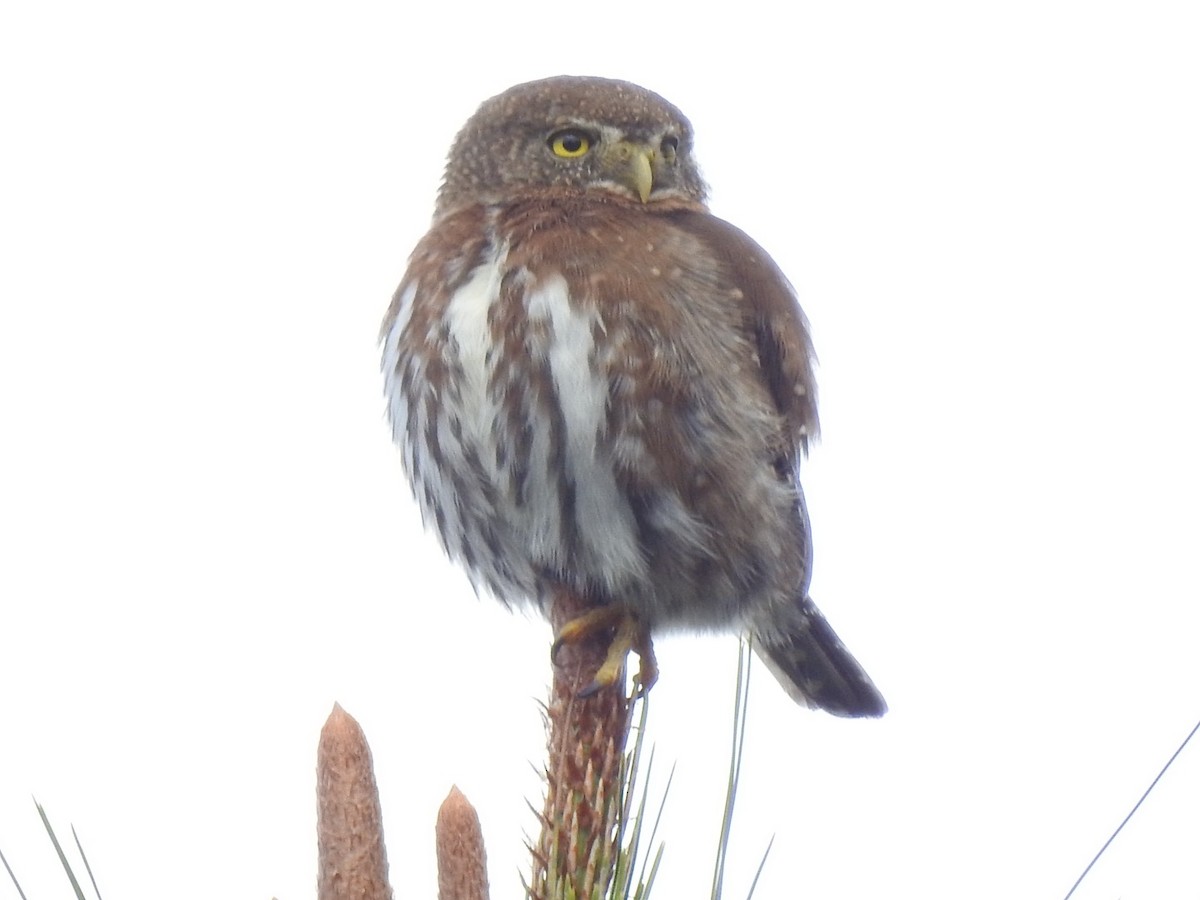 Northern Pygmy-Owl (Guatemalan) - ML647019566