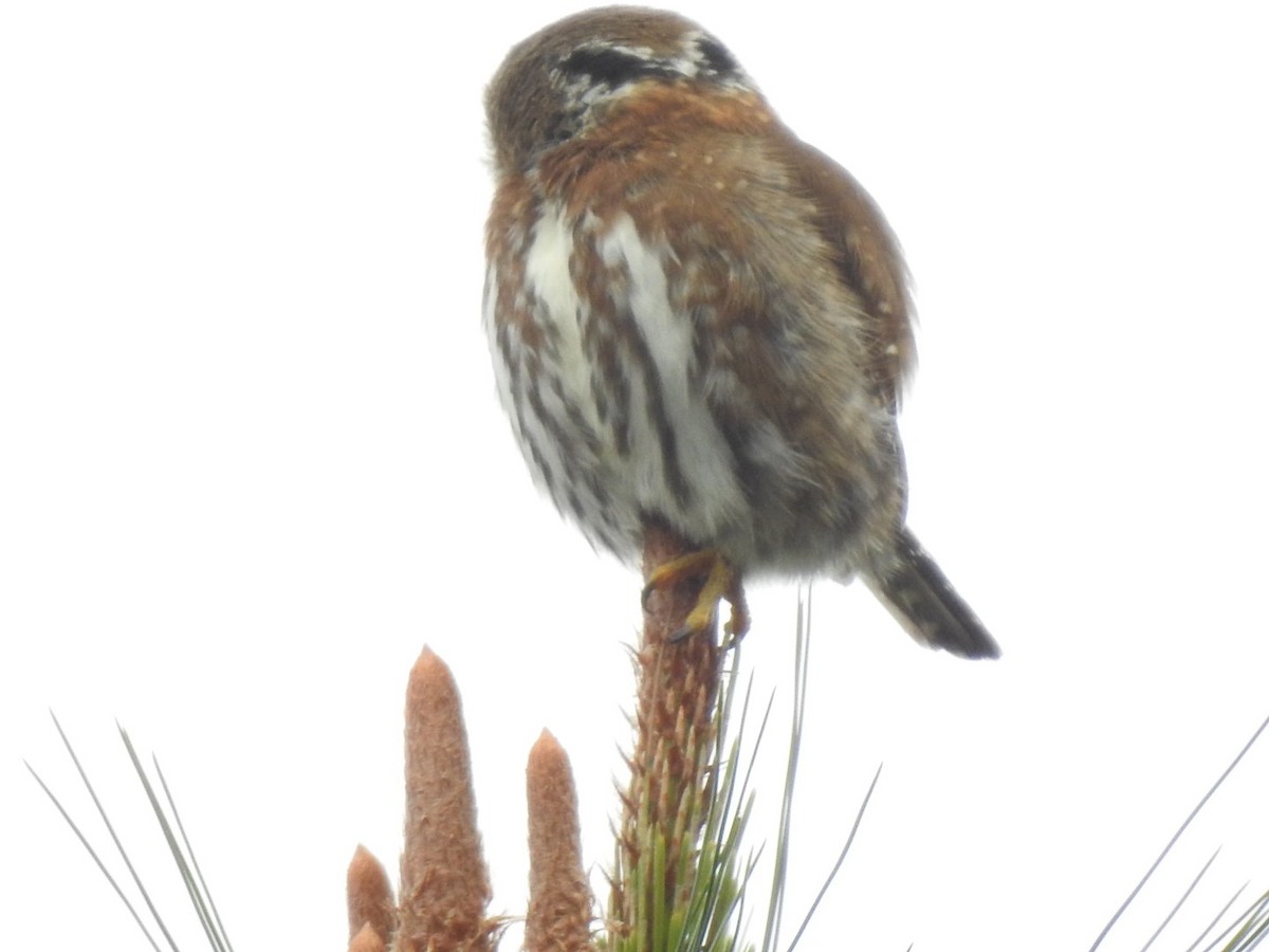 Northern Pygmy-Owl (Guatemalan) - ML647019567