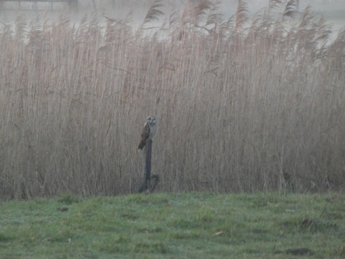 Short-eared Owl - ML647019568