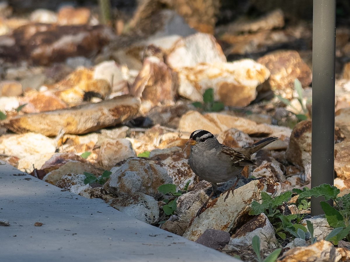 White-crowned Sparrow - ML647019569