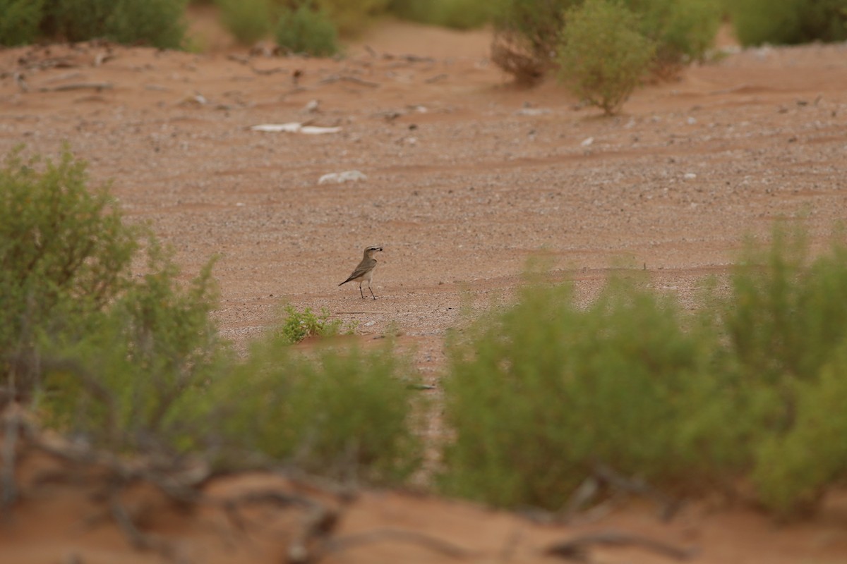 Isabelline Wheatear - ML647019571