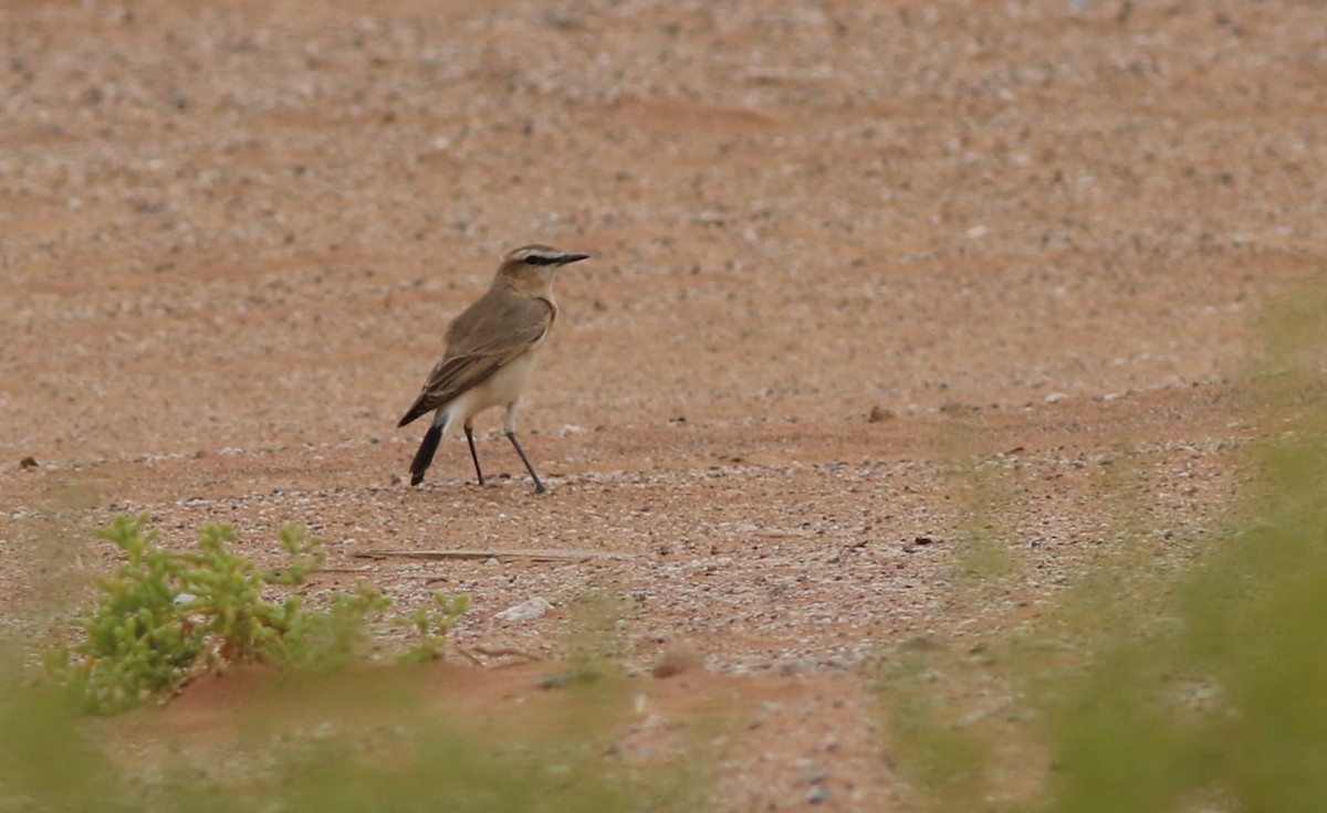 Isabelline Wheatear - ML647019572