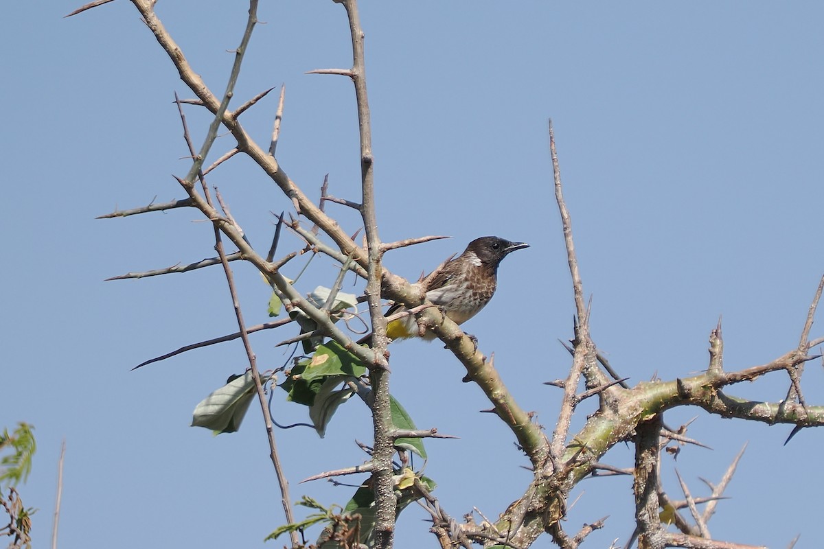 Common Bulbul (Somali) - ML647019573