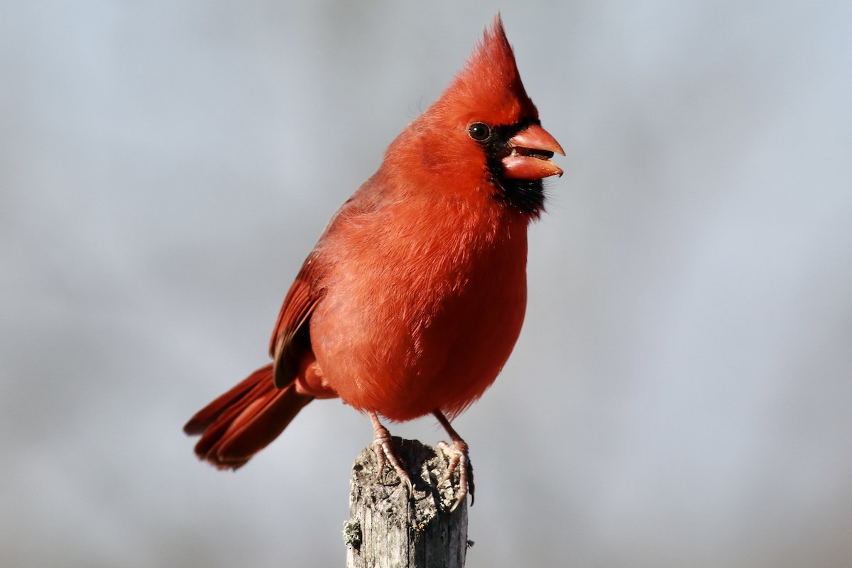 Northern Cardinal - ML647019574