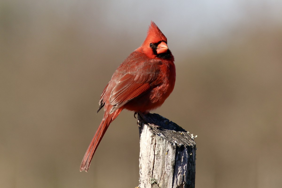 Northern Cardinal - ML647019575