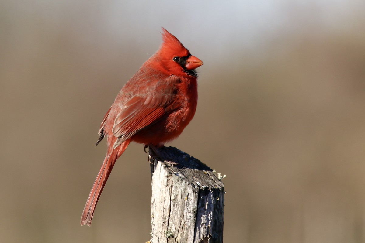 Northern Cardinal - ML647019576