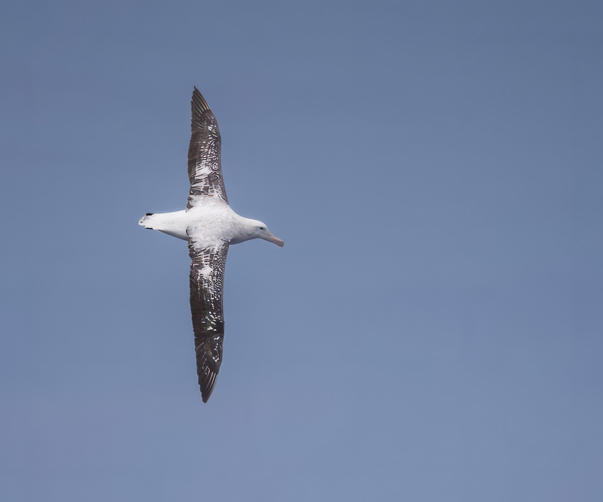 Antipodean Albatross (Gibson's) - ML647019577