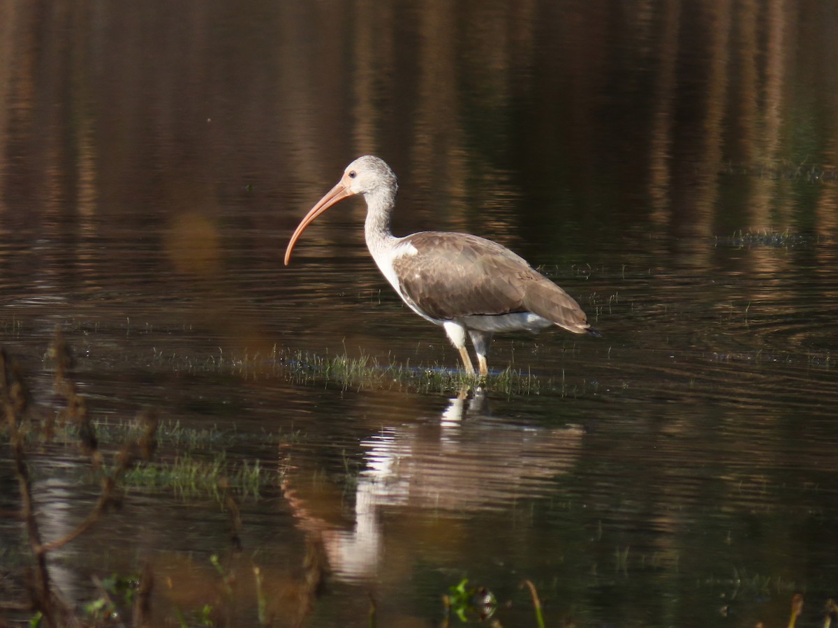 White Ibis - ML647019578