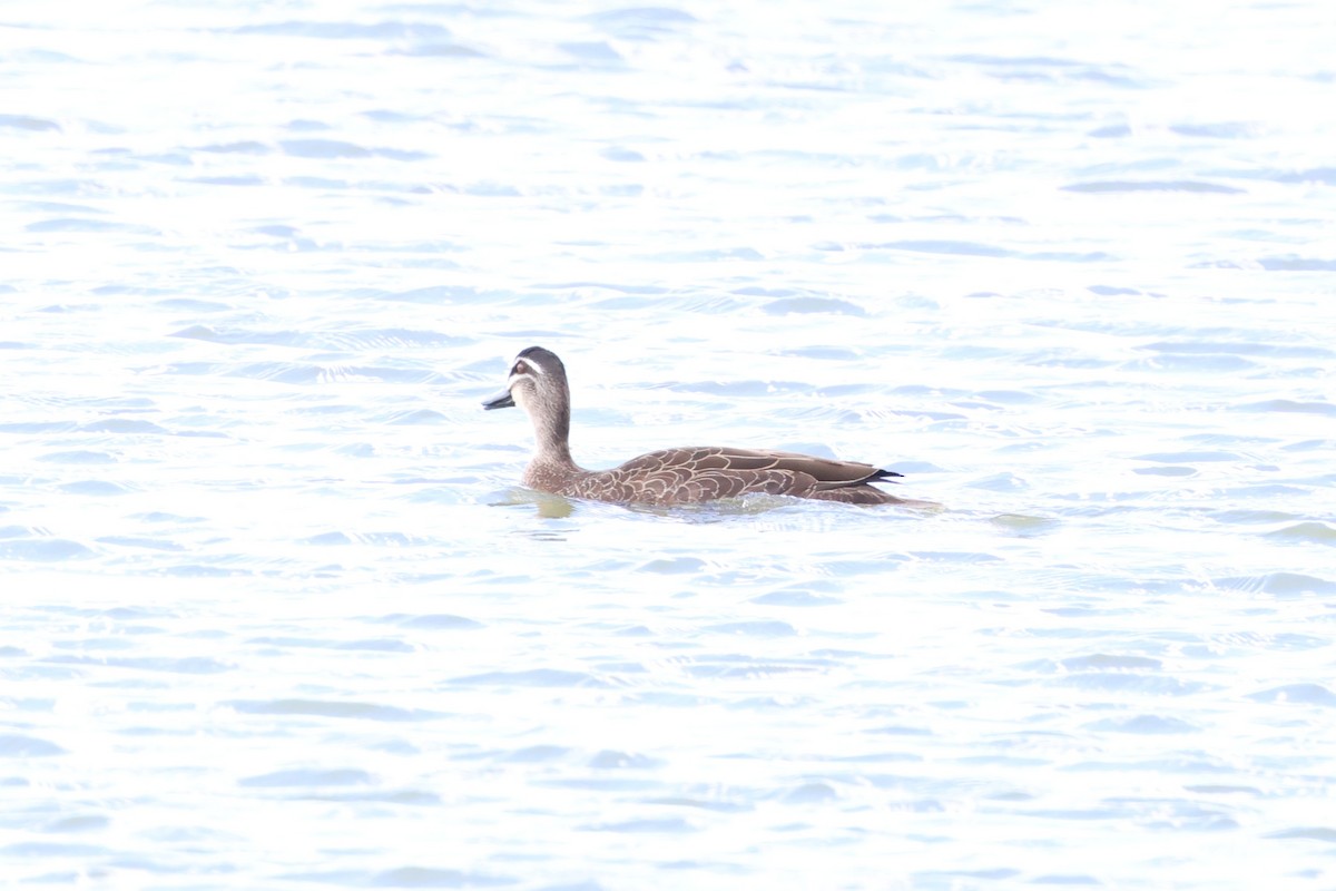 Pacific Black Duck - ML647019580