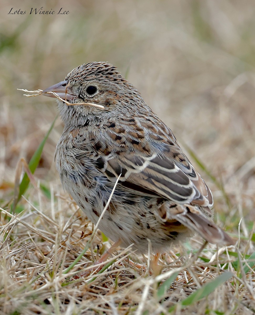 Cassin's Sparrow - ML647019581