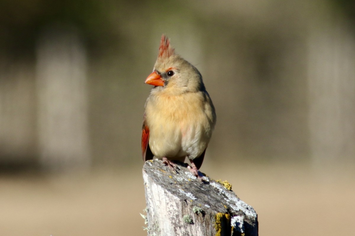 Northern Cardinal - ML647019586