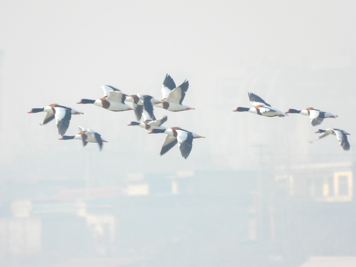 Common Shelduck - ML647019588
